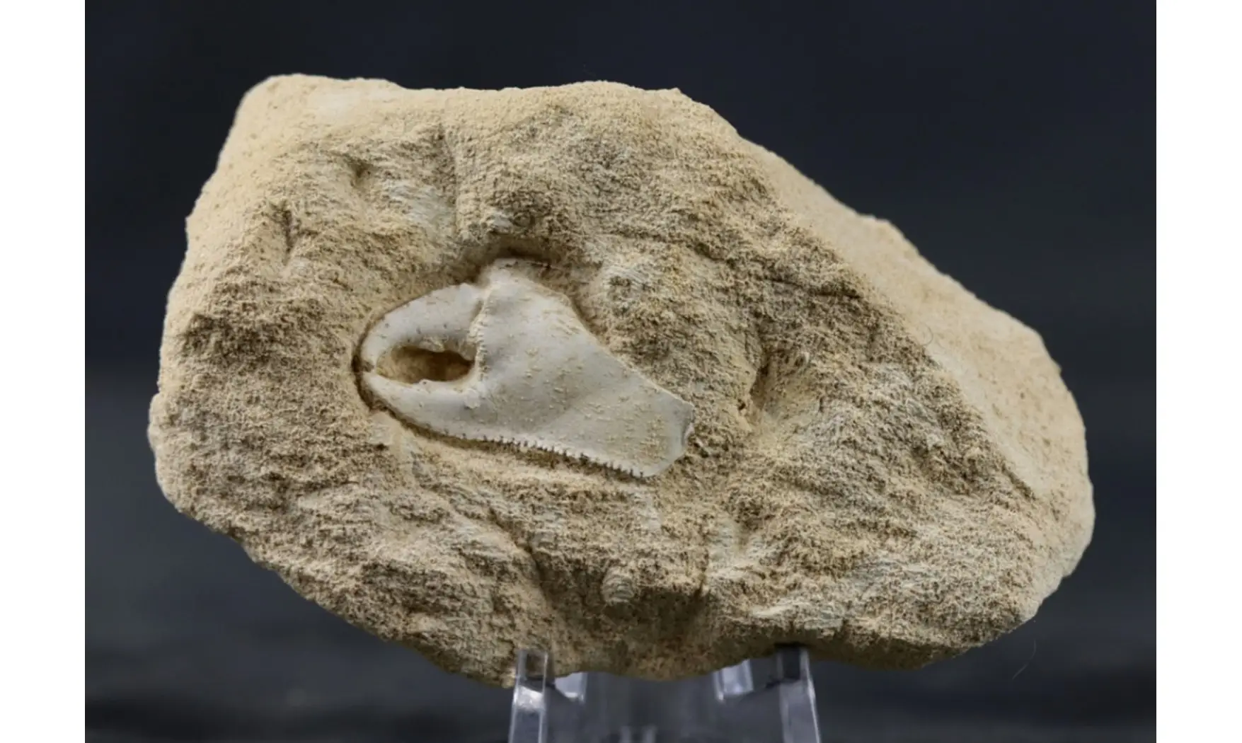 Mesostylus faujasi