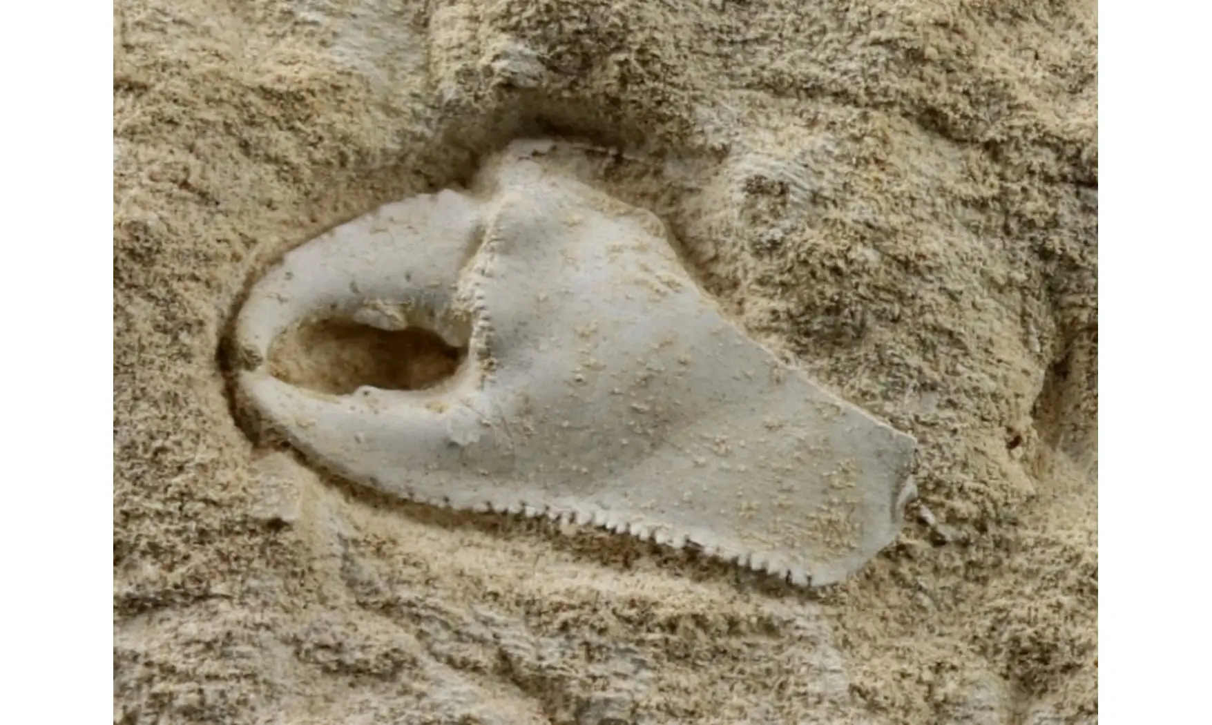 Mesostylus faujasi