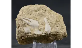 Mesostylus faujasi