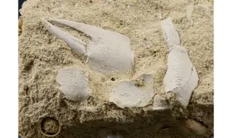 Mesostylus faujasi