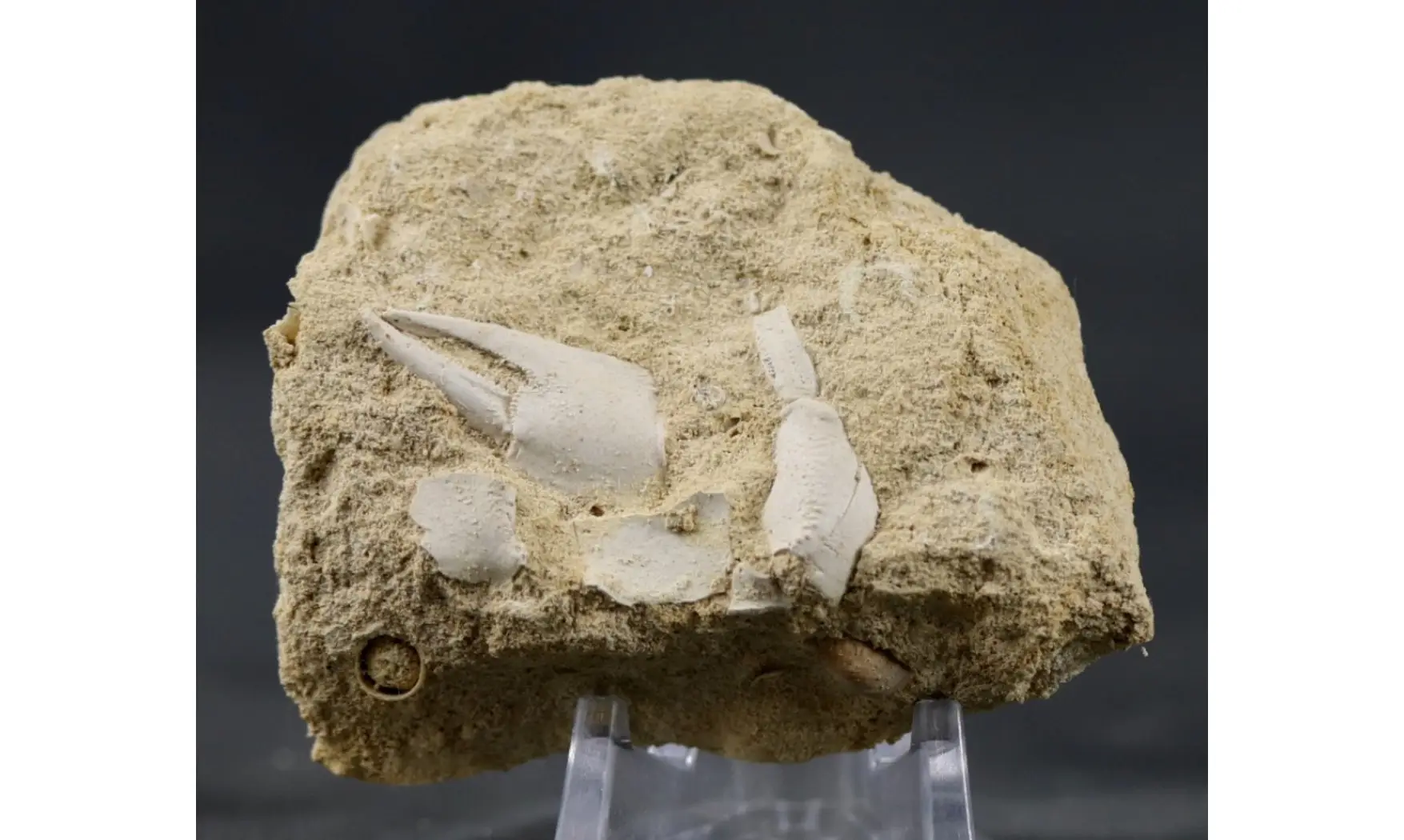 Mesostylus faujasi