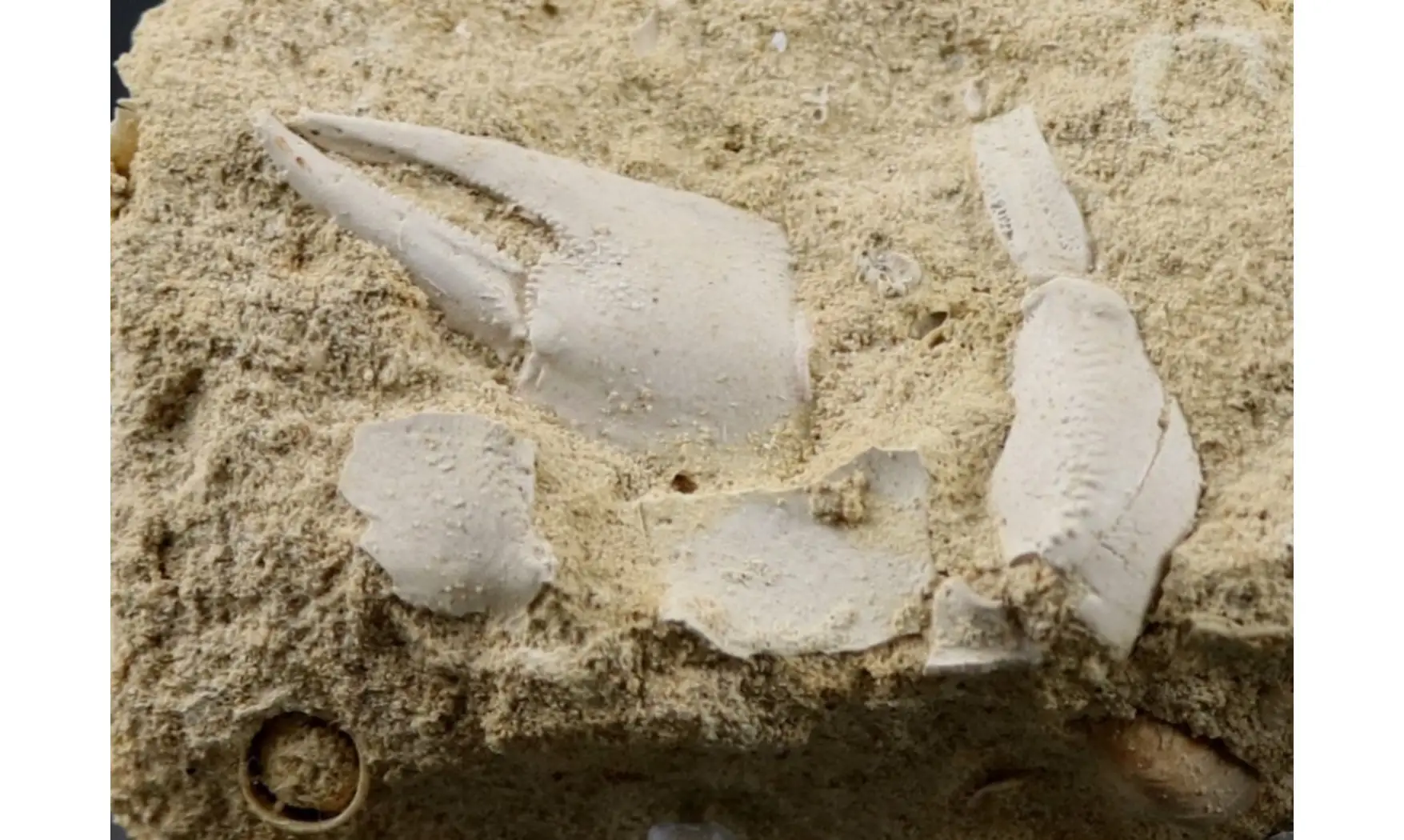 Mesostylus faujasi