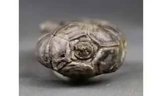 Encrinus liliiformis