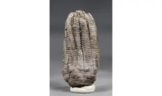 Encrinus liliiformis