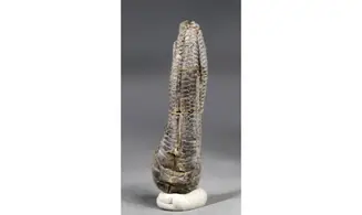 Encrinus liliiformis