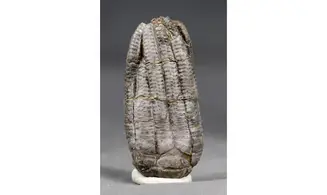 Encrinus liliiformis