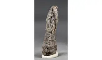 Encrinus liliiformis