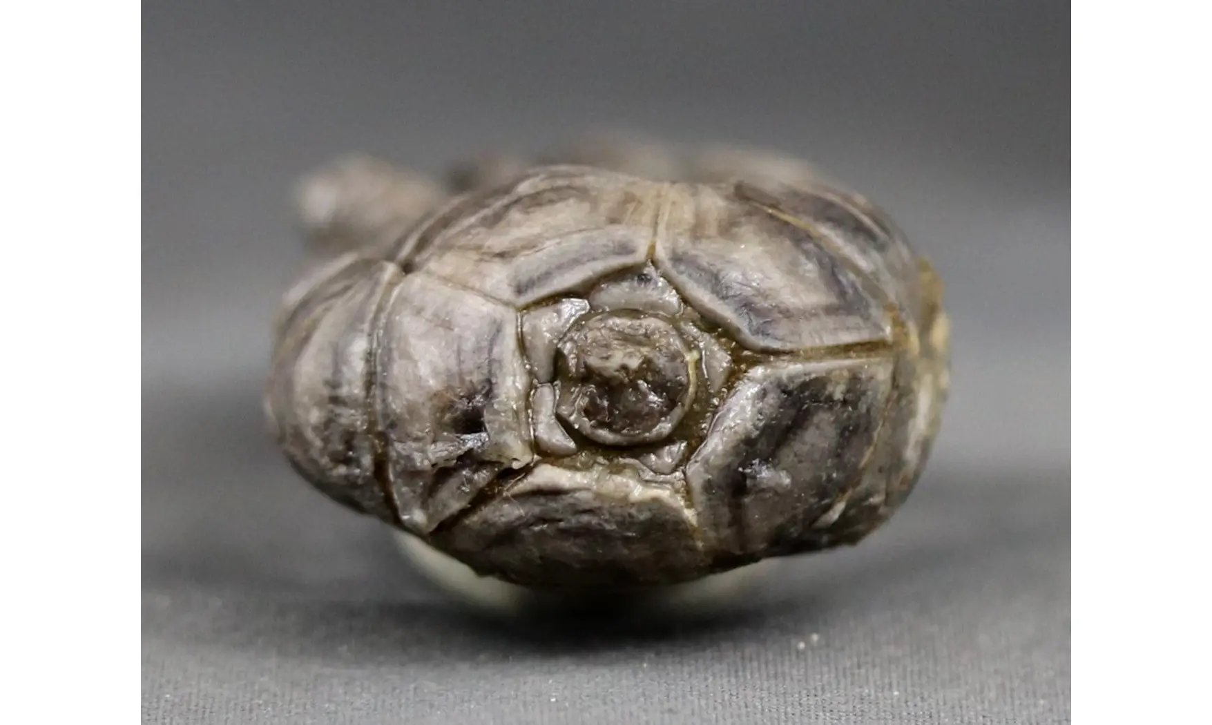 Encrinus liliiformis
