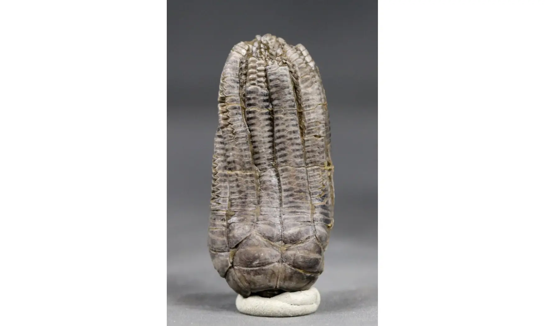 Encrinus liliiformis