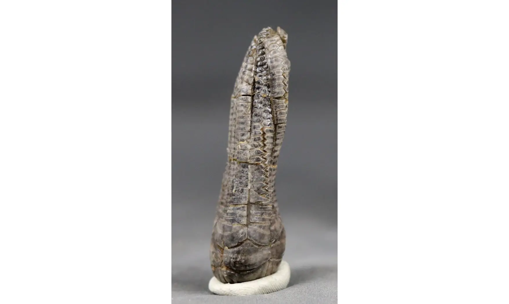 Encrinus liliiformis