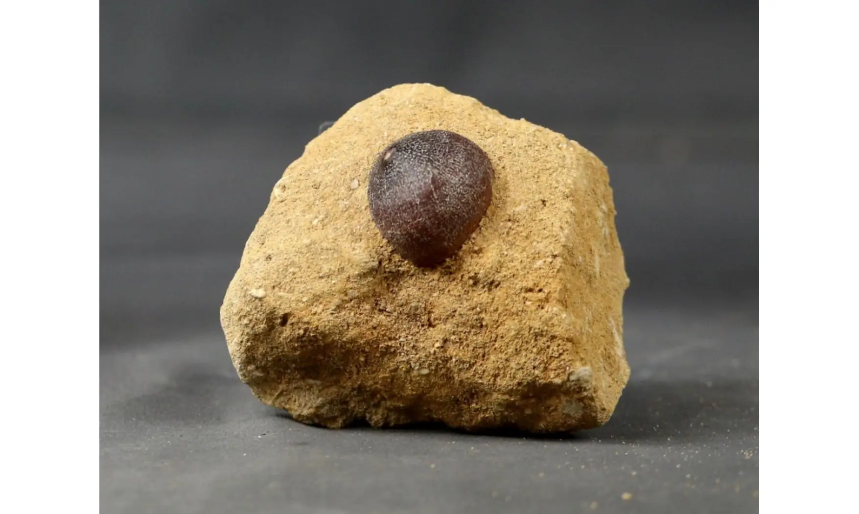 Globidens phosphaticus