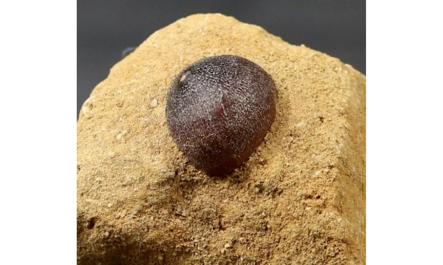 Globidens phosphaticus