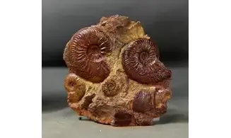 Pleydellia + Leioceras