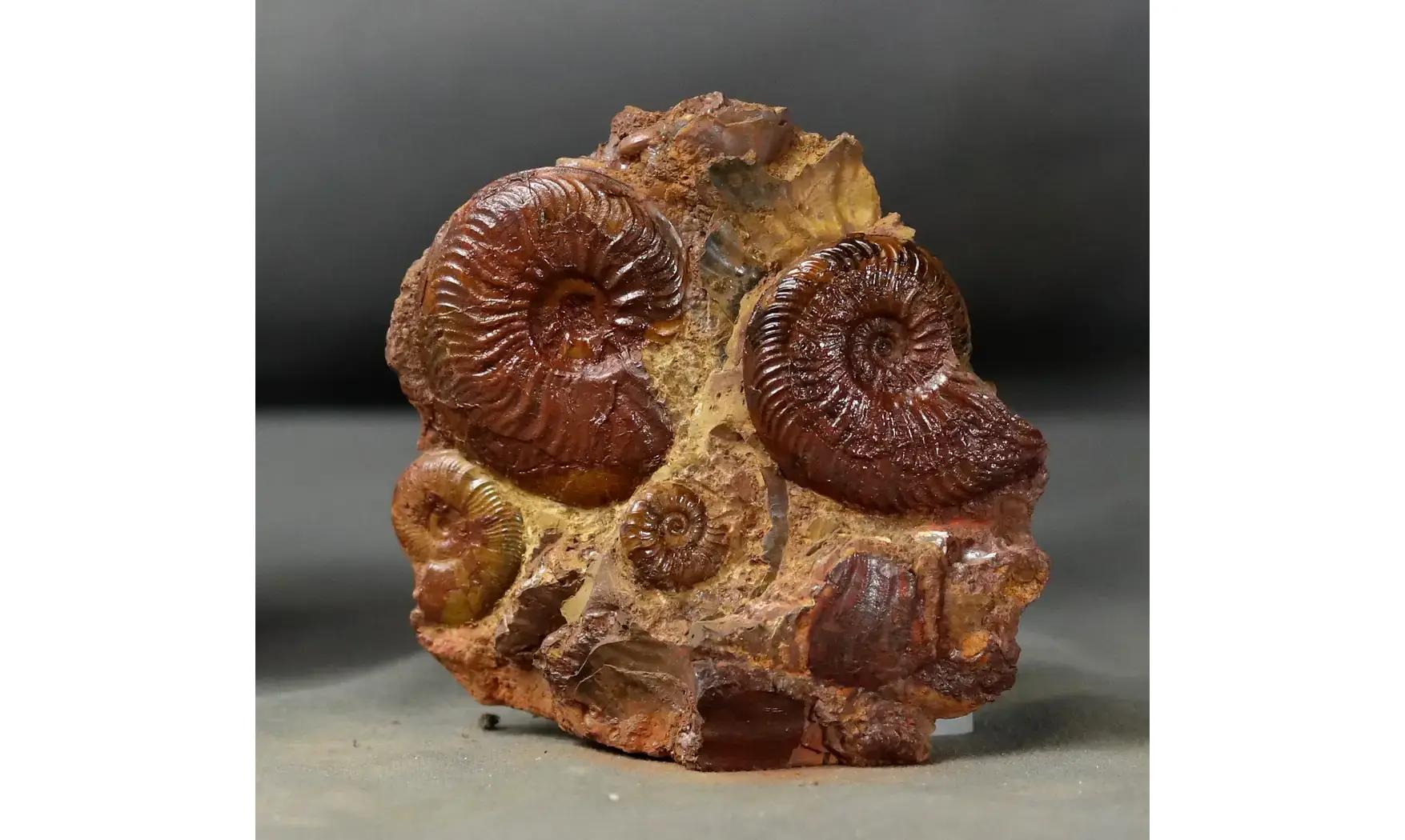 Pleydellia + Leioceras