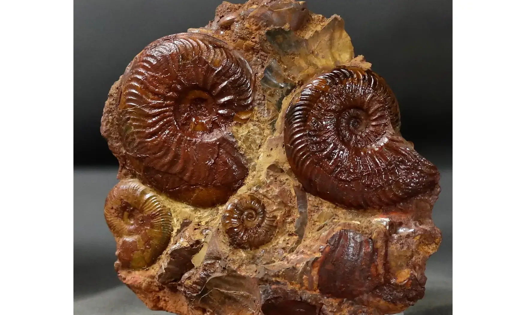 Pleydellia + Leioceras