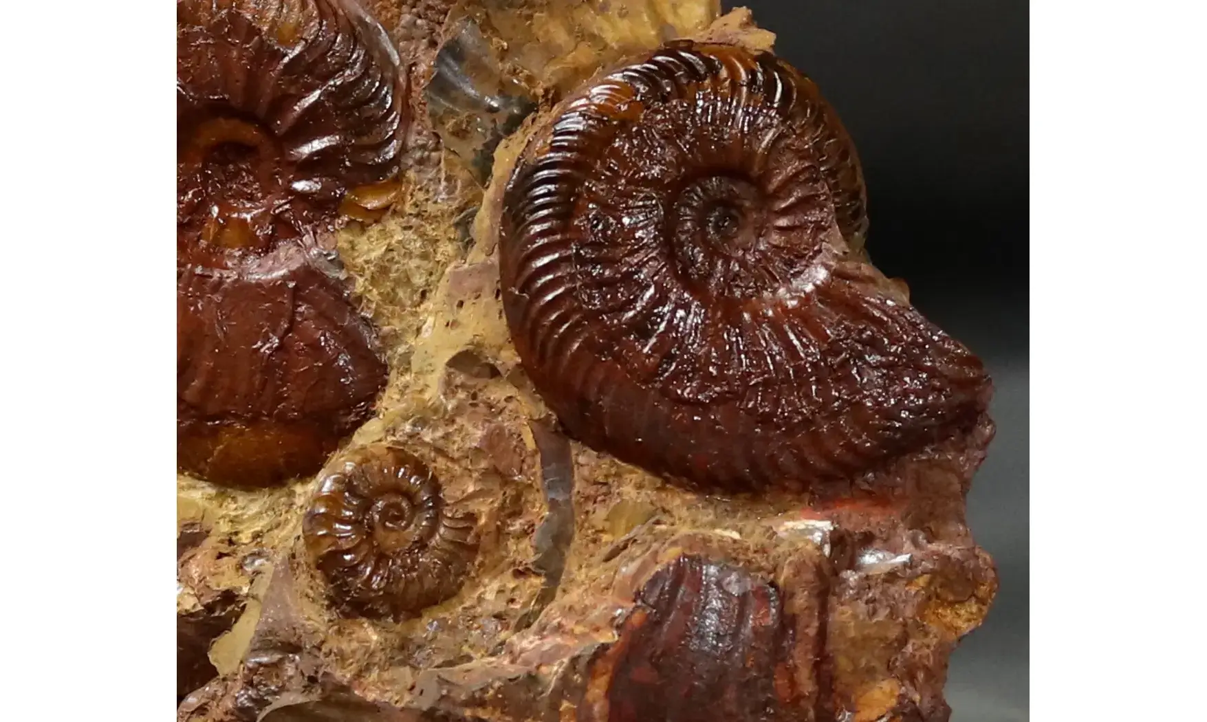Pleydellia + Leioceras