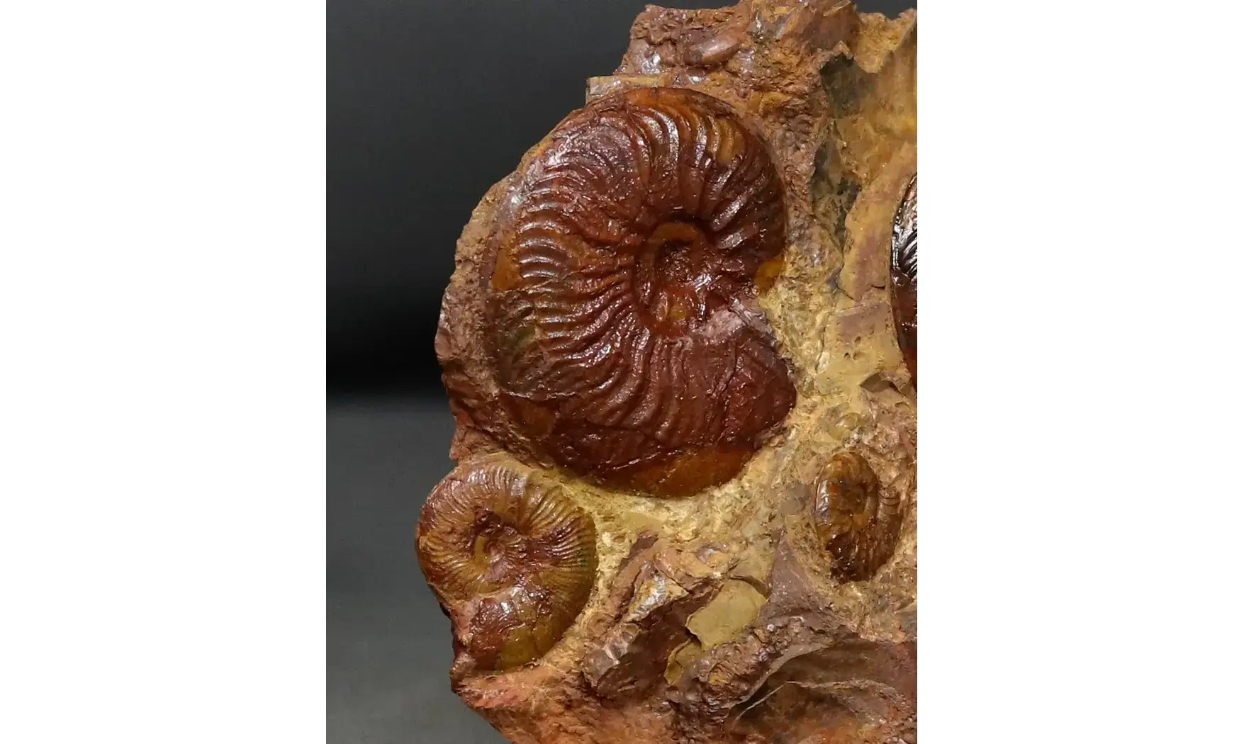 Pleydellia + Leioceras