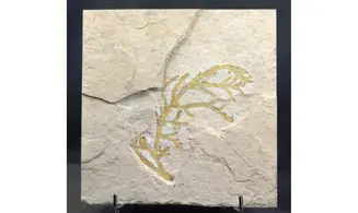 Brachyphyllum nepos
