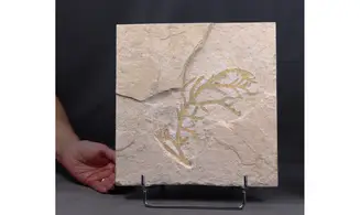 Brachyphyllum nepos
