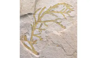 Brachyphyllum nepos
