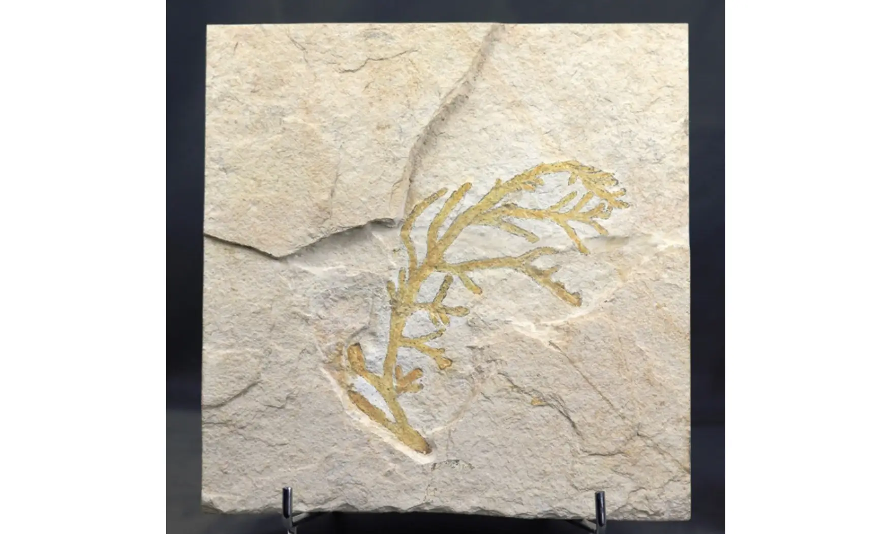 Brachyphyllum nepos