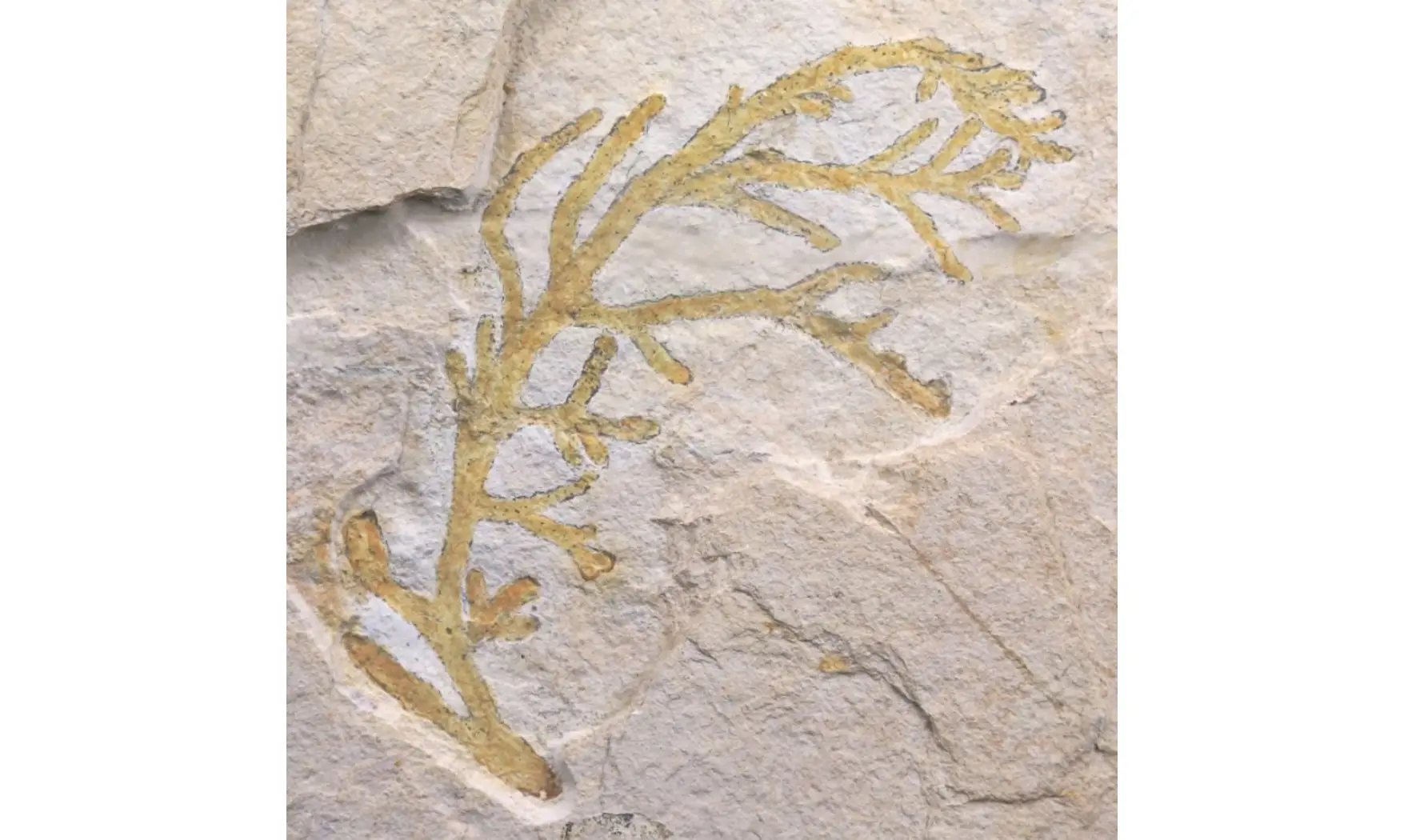 Brachyphyllum nepos