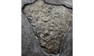Seirocrinus subangularis
