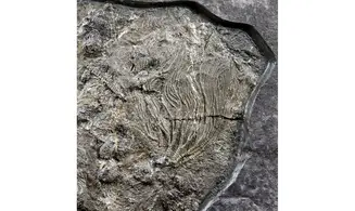 Seirocrinus subangularis