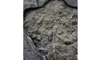 Seirocrinus subangularis