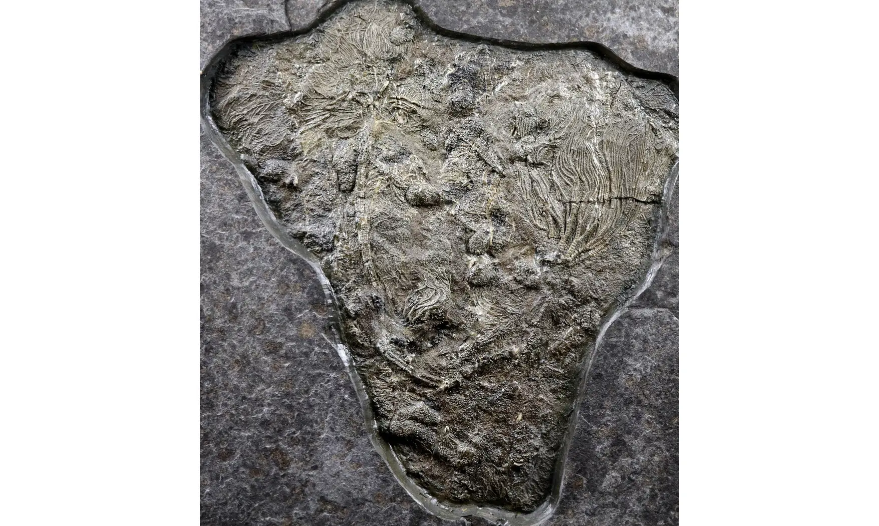 Seirocrinus subangularis