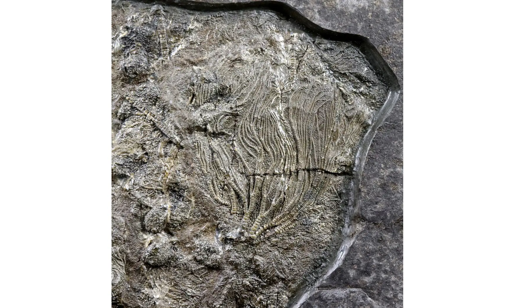 Seirocrinus subangularis
