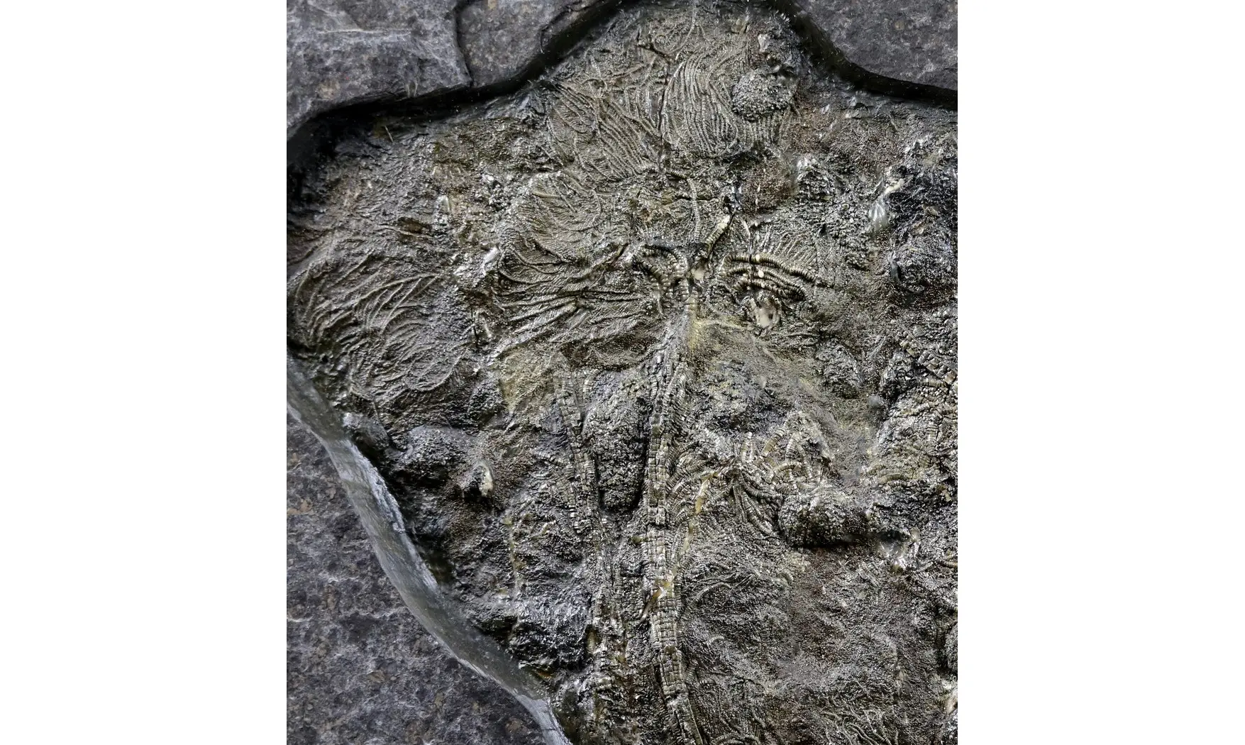Seirocrinus subangularis
