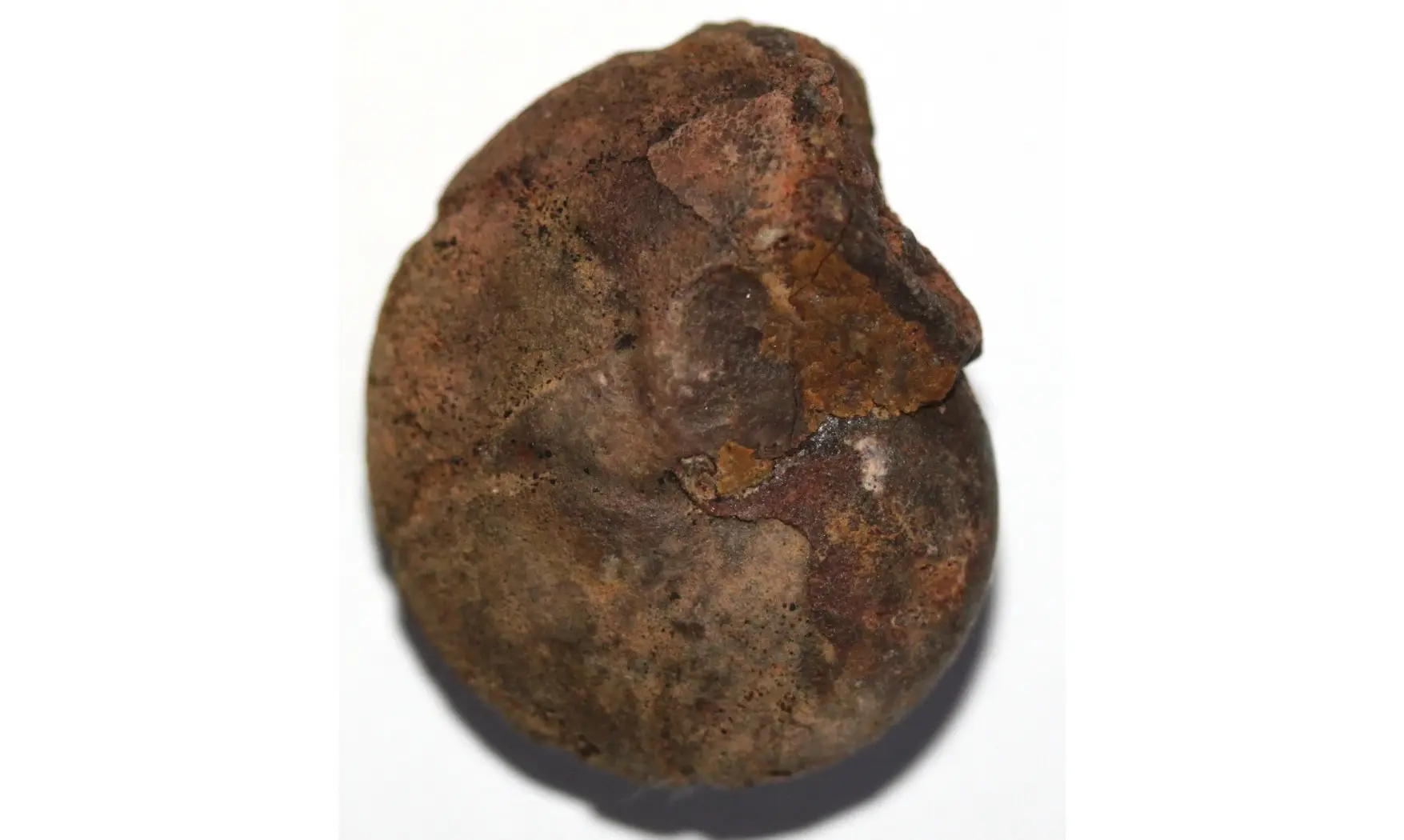 CHEILOCERAS SUBPARTITUM