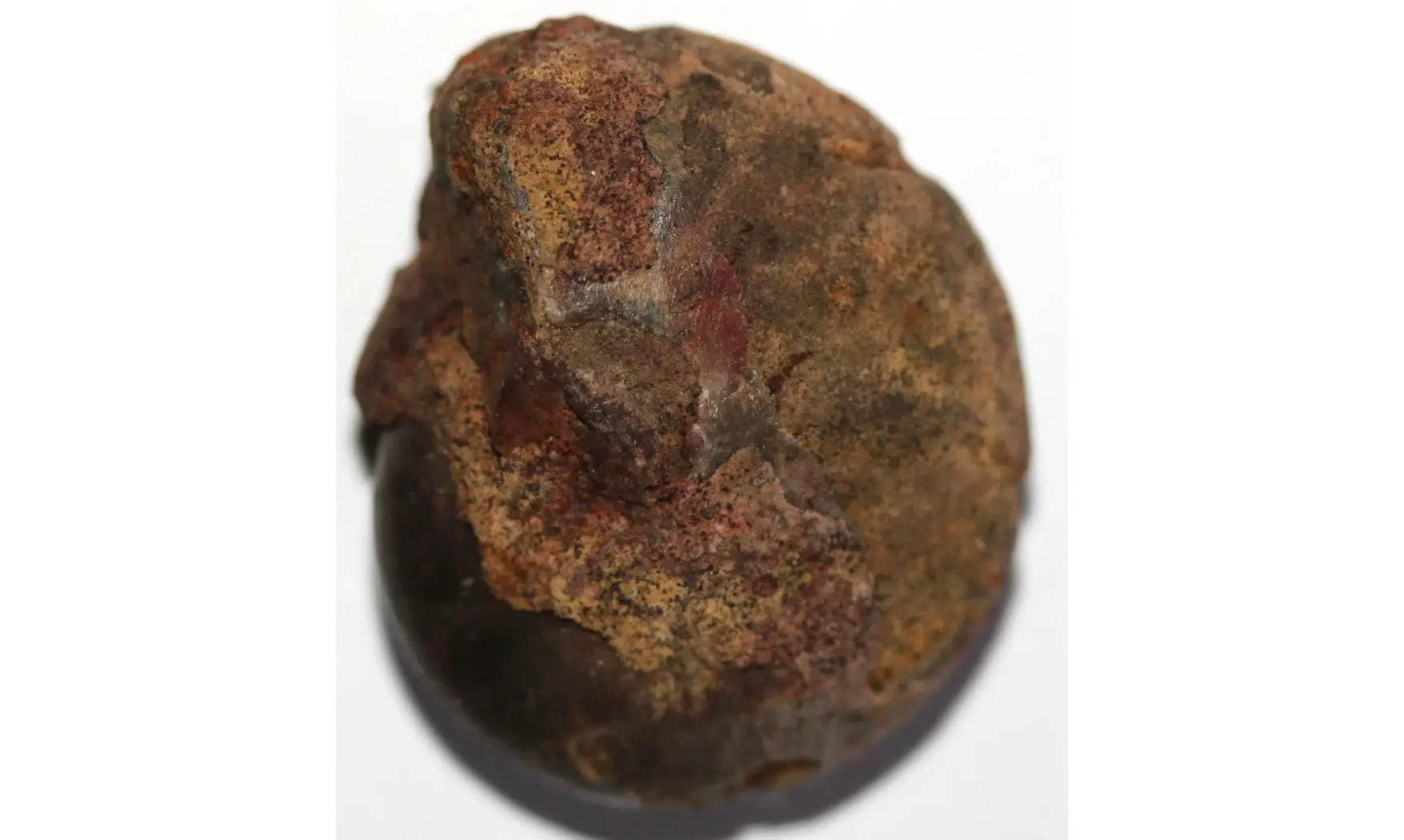 CHEILOCERAS SUBPARTITUM
