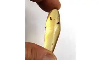 Termite, moustique