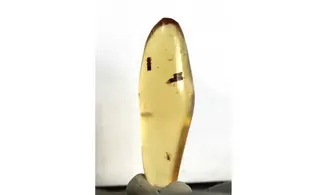Termite, moustique