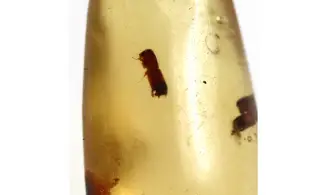 Termite, moustique