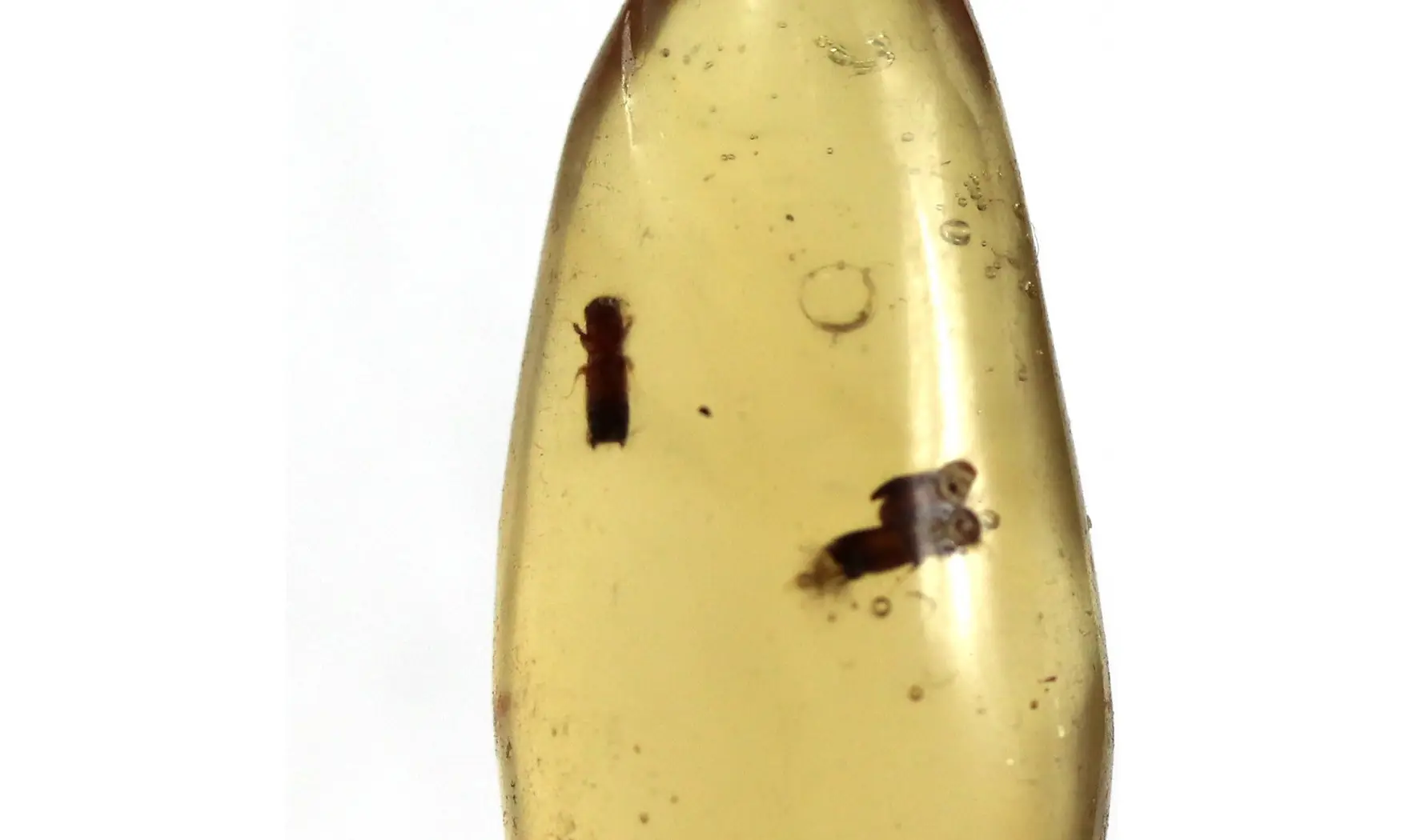 Termite, moustique