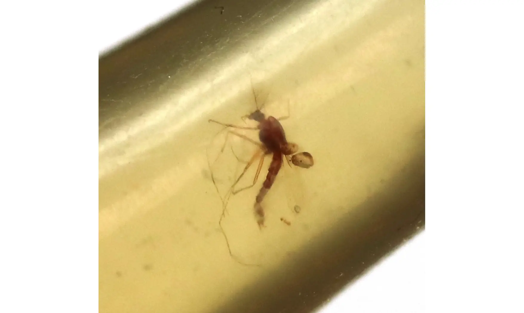 Termite, moustique