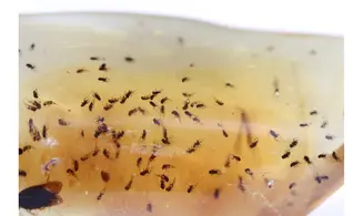 Fly and gnats