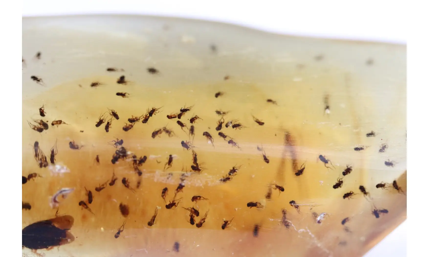 Fly and gnats
