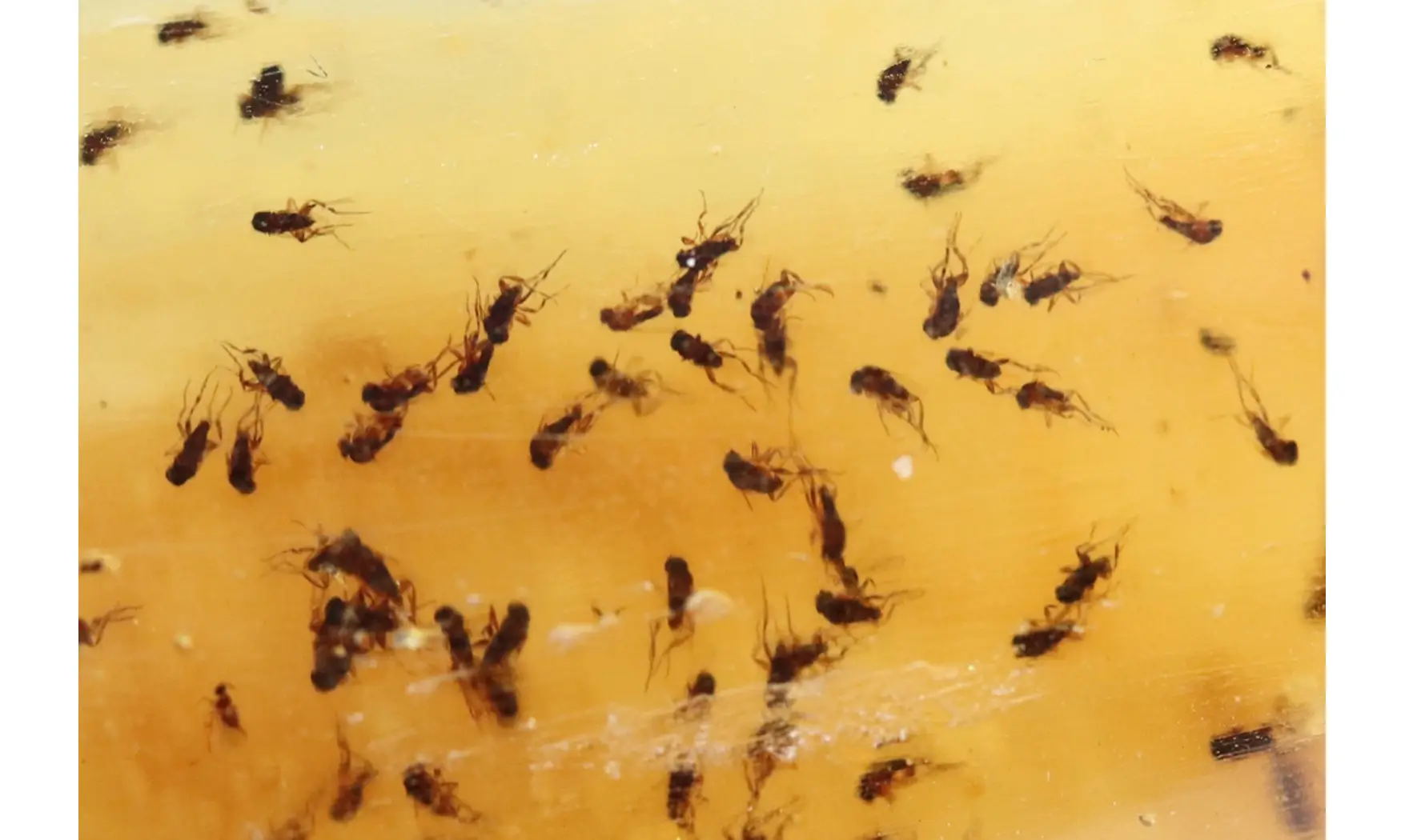 Fly and gnats