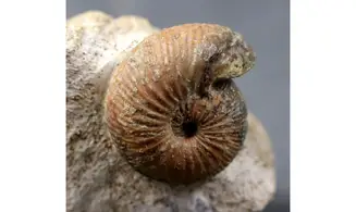 Sphaeroceras brongniardi