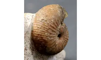 Sphaeroceras brongniardi