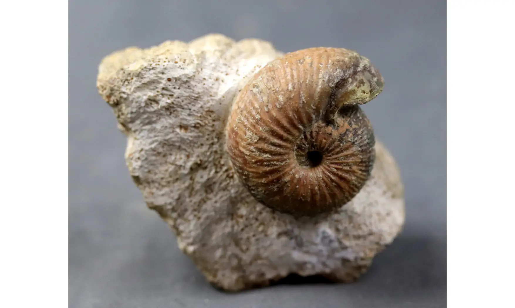 Sphaeroceras brongniardi