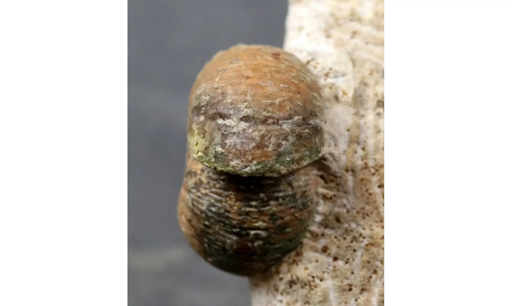 Sphaeroceras brongniardi