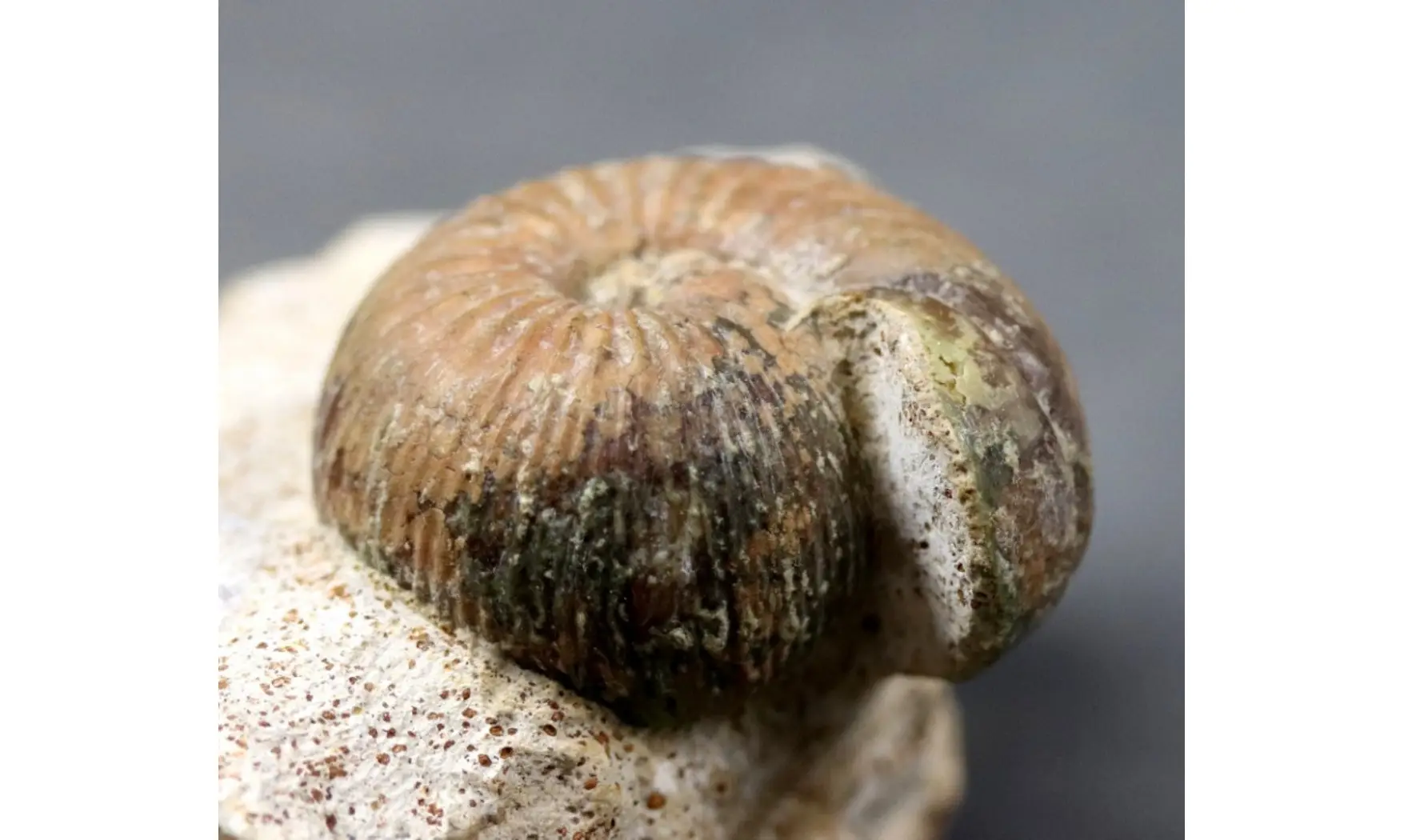 Sphaeroceras brongniardi