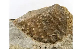 Myophorella clavellata
