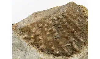 Myophorella clavellata