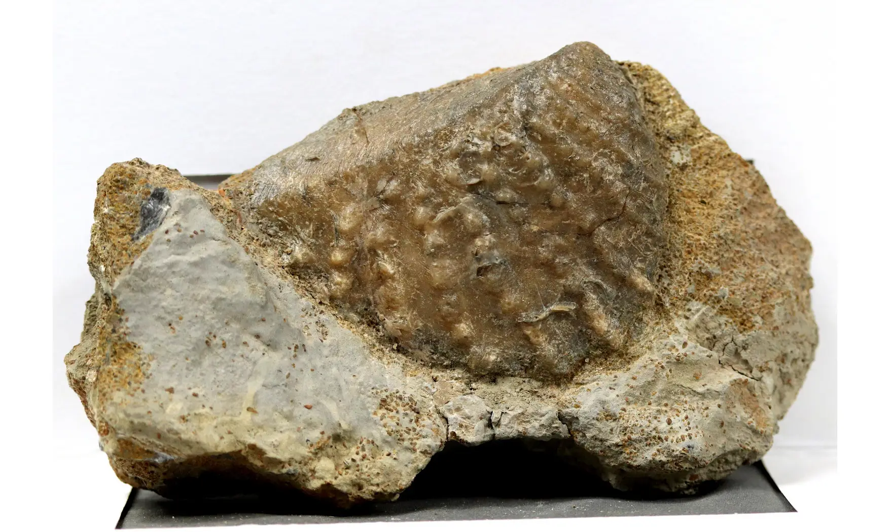 Myophorella clavellata